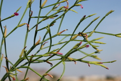 Canscora heteroclita